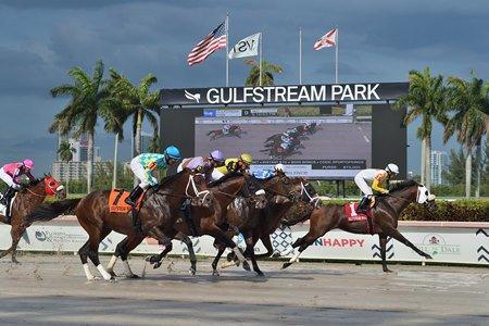 Gulfstream Park will debut its new tapeta surface on Thursday during the Flamingo Festival Meet.