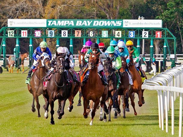 Tampa Bay Downs features some of the best turf racing in the country at this time of year.