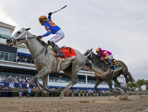 Jockeys riding horses