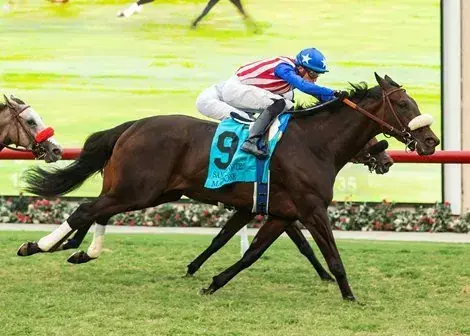 Del Mar Thoroughbred Club Saturday: Wide Open San Clemente Stakes