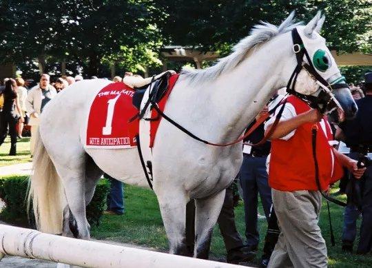 Final Week at Saratoga Starts With Anticipation: Wendesday Analysis cover