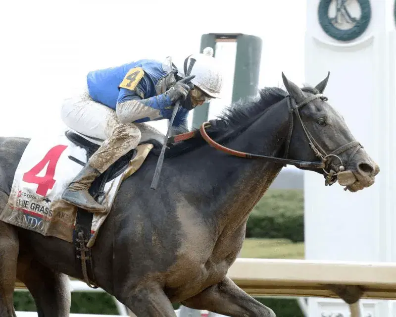 Loaded Aqueduct Saturday: 4 Stakes Include Go For Wand, Cigar Mile cover