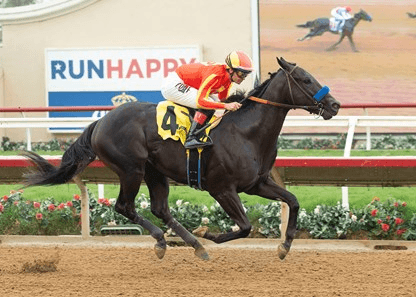 Santa Anita Park Sunday: Santa Ynez, Sham Analysis