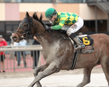 Aqueduct Saturday: Gander, Stymie Stakes Full Card Analysis Selections cover