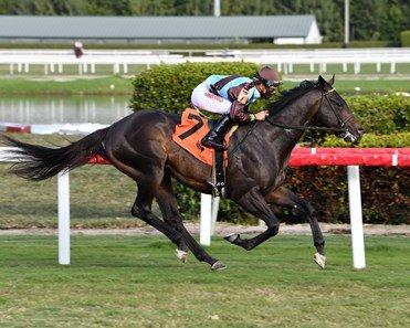 Lucci is the favorite in the feature from Gulfstream Park on Saturday